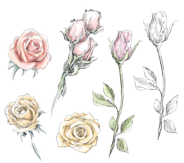 Vettore set di rose disegnate a mano. illustrazione di fiori vettoriali.