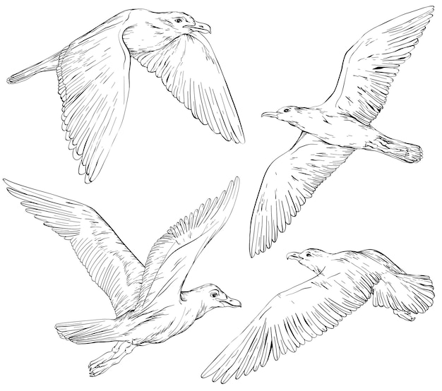 Set of hand drawn seagulls vector illustration black and white