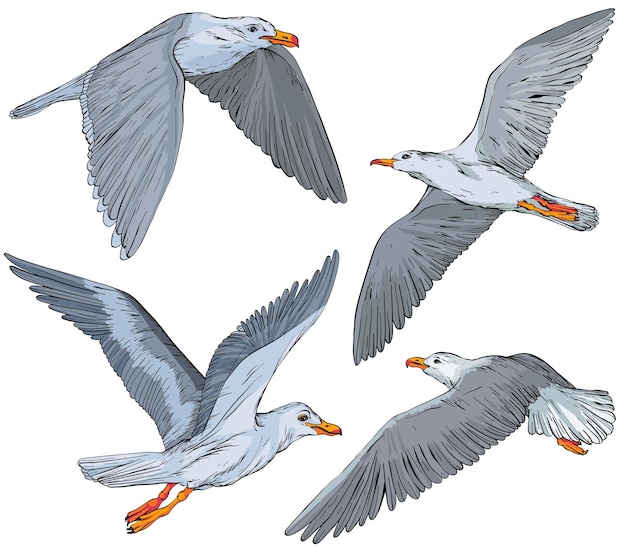 Set of hand drawn seagulls vector illustration