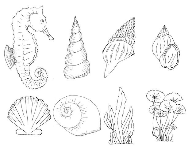 手描きの貝殻、タツノオトシゴ、海藻のセット。ライナー