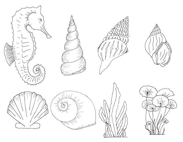 손으로 그린 조개, 해마, 해초 세트. 정기선