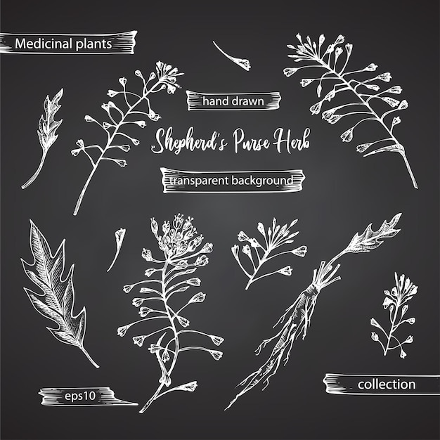 Vector set hand drawn of shepherds purse root lives and flowers in white chalk style isolated on black background retro vintage graphic design botanical sketch drawing engraving style