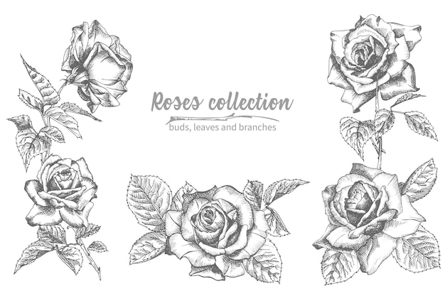 Vettore set di schizzi disegnati a mano foglie e rami di rose illustrazione botanica vintage dettagliata cornice floreale sagoma nera isolata su sfondo bianco