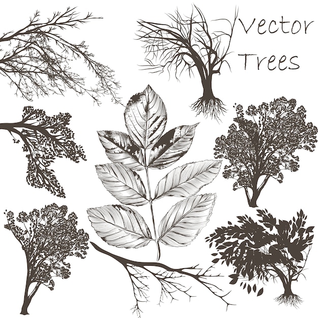 Set of hand drawn trees and leaves