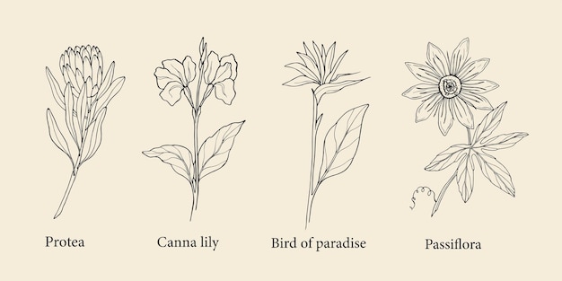 熱帯の花を描いた手のセット