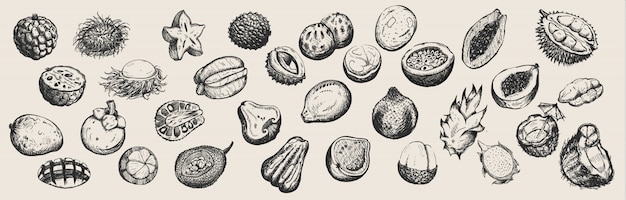 Set of hand drawn tropical fruits  from thailand on white background.