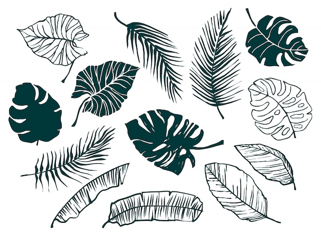 Vector set of hand-drawn tropical leaves. trendy