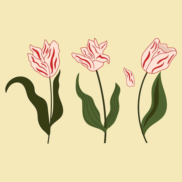 Set of hand drawn tulips flowers modern flat illustration