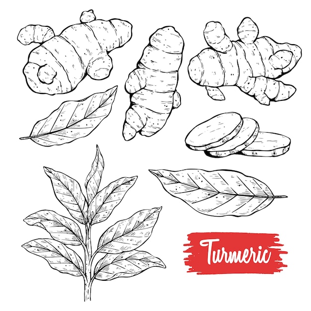 Set of turmeric or curcuma plant parts, engraving vector illustration  isolated. Stock Vector | Adobe Stock