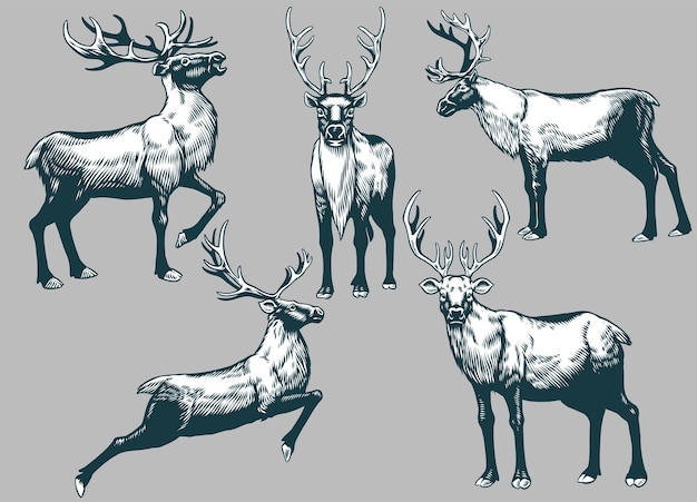 Set of Hand Drawn vintage Reindeer