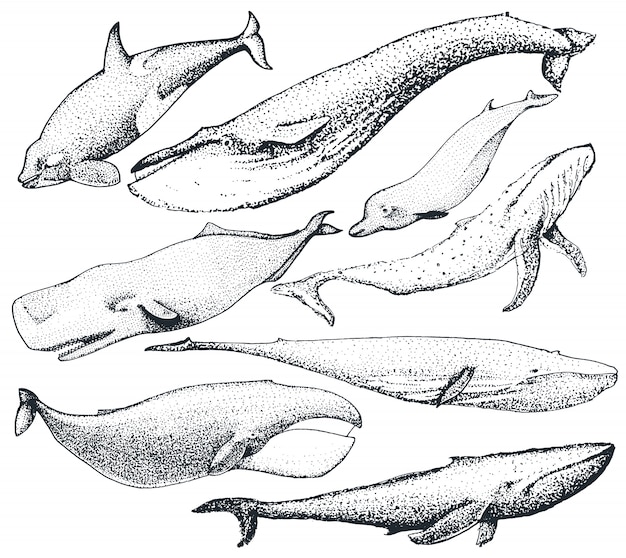 Set of hand drawn whales