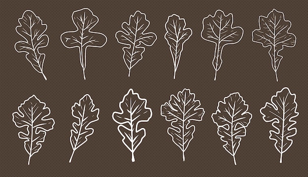 a set of hand drawn white outlined autumn oak leaf