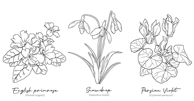 Set di fiori invernali disegnati a mano