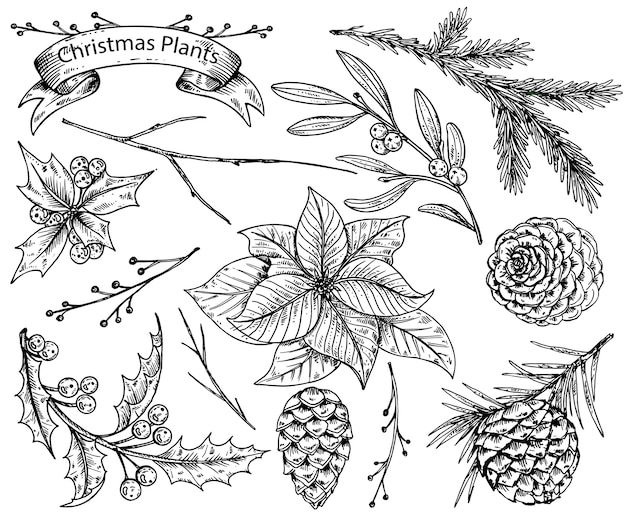 Insieme delle piante invernali disegnate a mano - poinsettia, vischio, cono di abete; agrifoglio. illustrazione di schizzo.