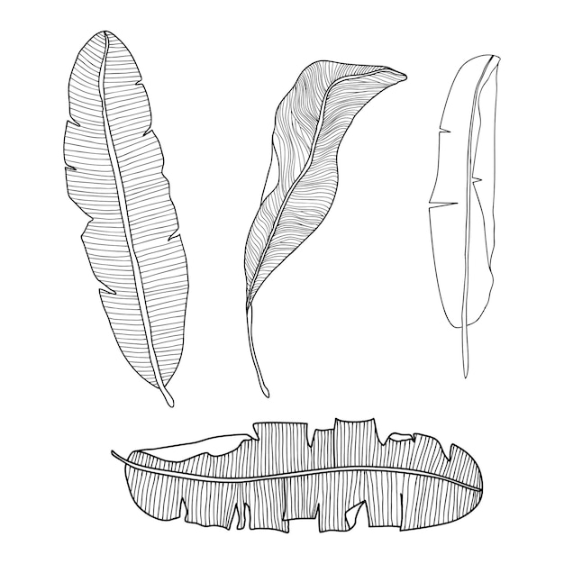 Set hand getrokken bananenbladeren geïsoleerd op een witte achtergrond