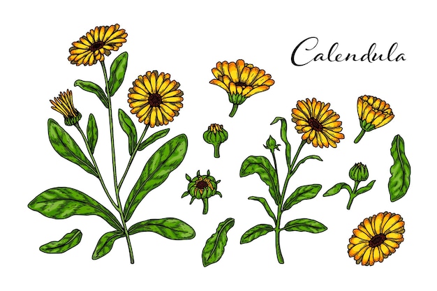 Vector set hand getrokken calendula bloeiende planten geïsoleerd op een witte achtergrond