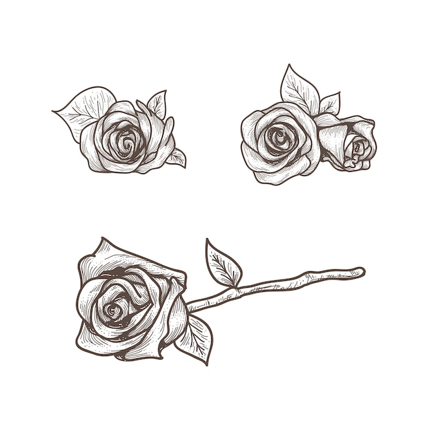 set hand getrokken rozen