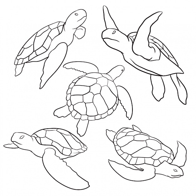 Vector set hand getrokken schildpad