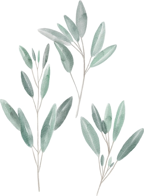 Set of hand painted watercolor sage leaves