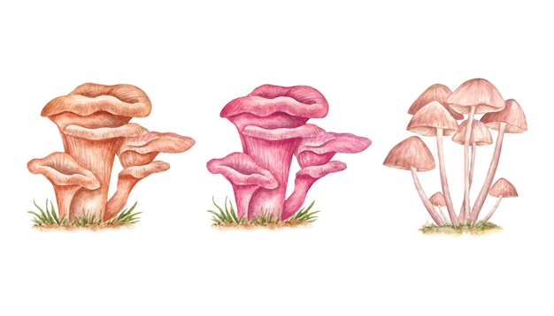 Set of hand painted watercolor wild mushrooms