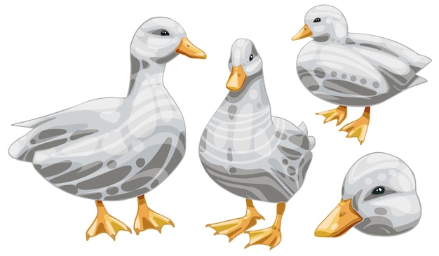 A set of handdrawn ducks The breed of White call ducks