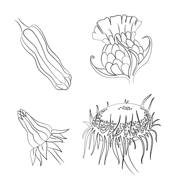 Vector set of handdrawn flowers