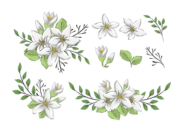 set of handdrawn jasmine flower elements