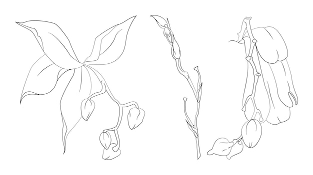 Set of handdrawn orchid flowers