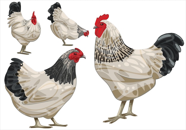 Набор нарисованных вручную петуха и курицы Порода Светлый Сассекс