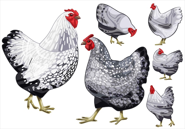 Set of handdrawn rooster and a chicken The breed of Silver Laced Wyandotte