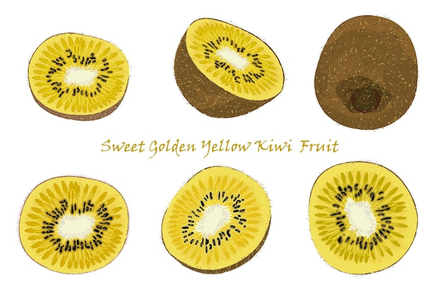 Set of handdrawn yellow kiwi fruit single peeled and sliced fruits realistic drawing isolated on white background