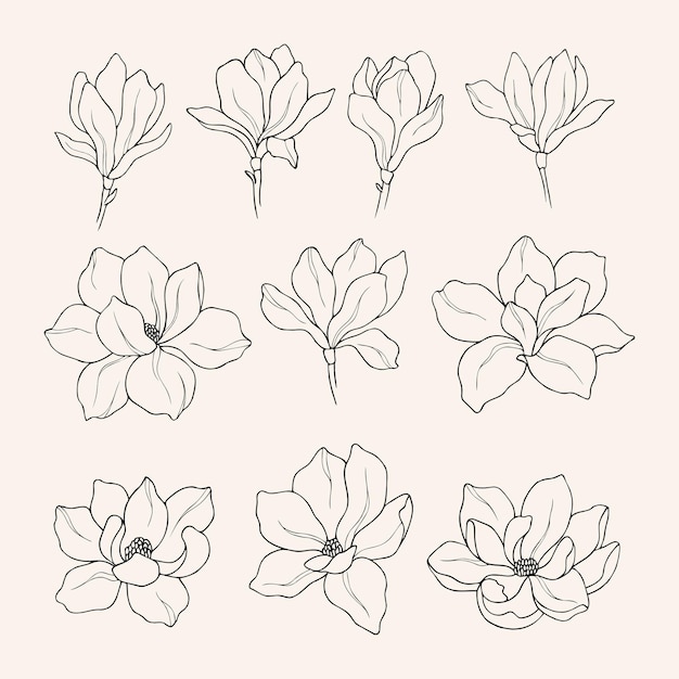 Vector set handgetekende magnoliabloemen