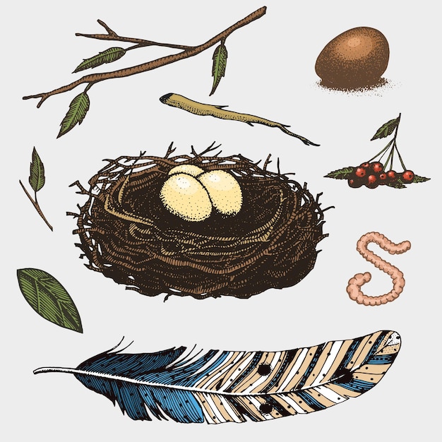 Vector set handgetekende nestbladeren bessenei en voedsel voor vogels