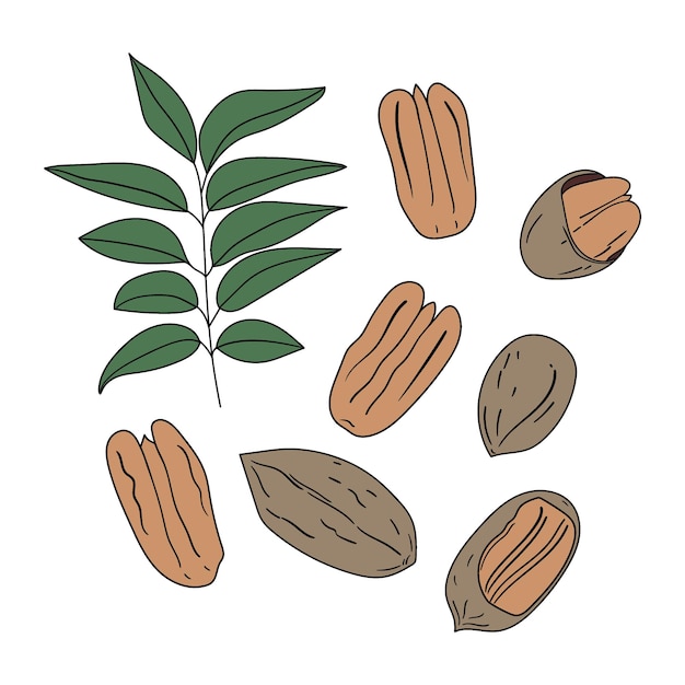 Set handgetekende pecannoten in verschillende vormen met bladeren en schelpen Vectorillustratie
