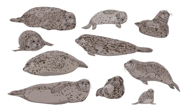 Vector set of harbor seals and their pups seal phoca vitulina wild animals of the northern hemisphere