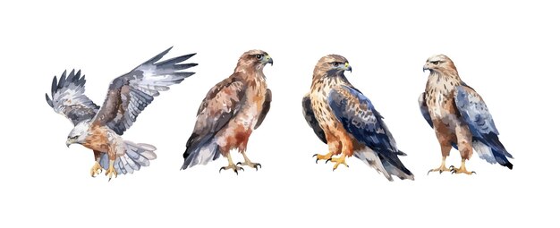 Set of hawk birds watercolor isolated on white background vector illustration