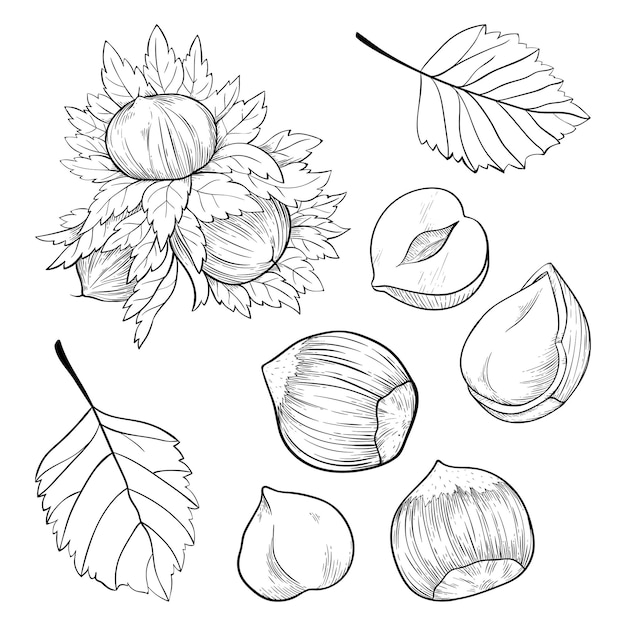 Set nocciole noccioli gusci e foglie per confezionare o etichette snack e barrette alla nocciola