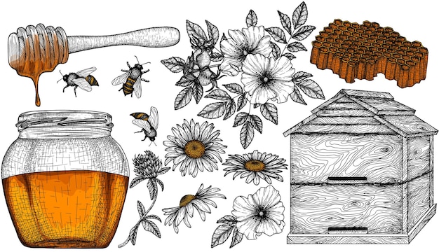 Set healthy honey graphic linear elements Honey jar honey dipper chamomile flowers