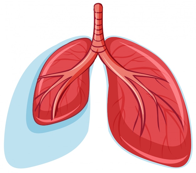 Set of healthy lungs