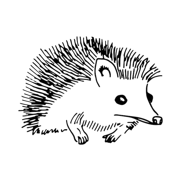 Vector set of hedgehogs on white background vector handdrawn doodle illustration