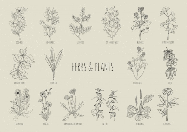 Vector set of herbs. collection hand drawn medical, botanical and healing isolated plants. contour