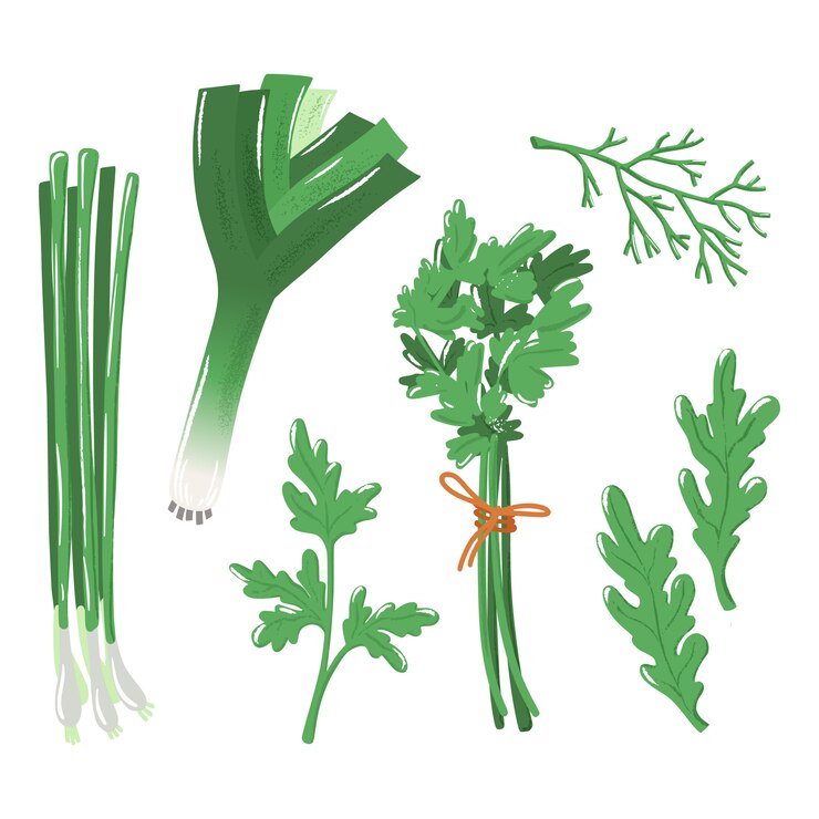 허브-양파, 파 슬 리, 딜 및 ruccola 세트