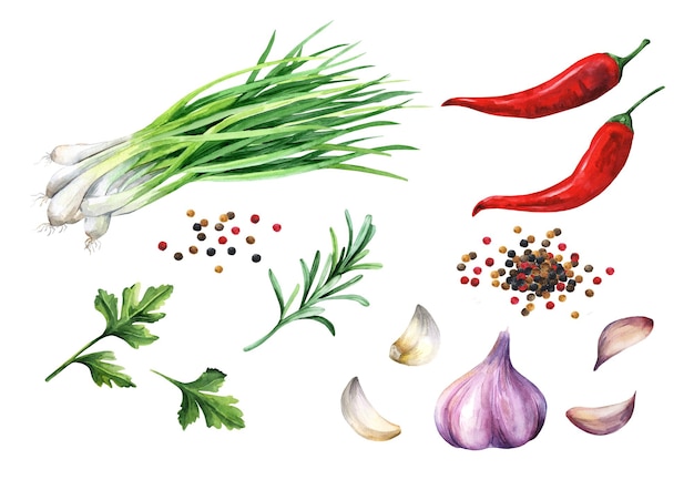 Set di erbe aromatiche, spezie - aglio, rosmarino, prezzemolo, cipolle verdi, peperoncino. illustrazione ad acquerello