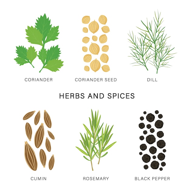 Vector set of herbs and spices. organic and healthy food isolated element illustration.