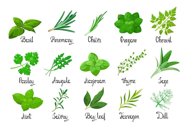 A set of herbs on a white background. Cartoon design.