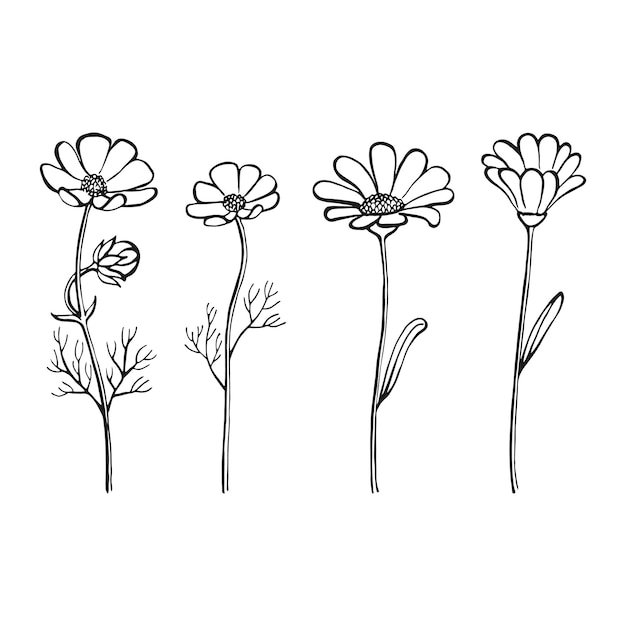 Set of herbs and wild flowers Hand drawn floral elements Vector illustration isolated on white background