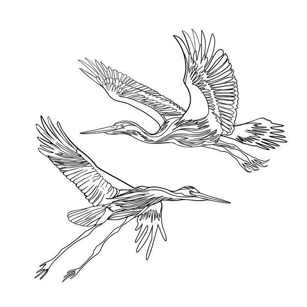 Vector set of heron birds in different poses for nature design flying and standing herons gray heron ardea