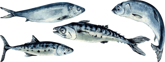 Set of herring and mackerel watercolor illustration isolated on white background