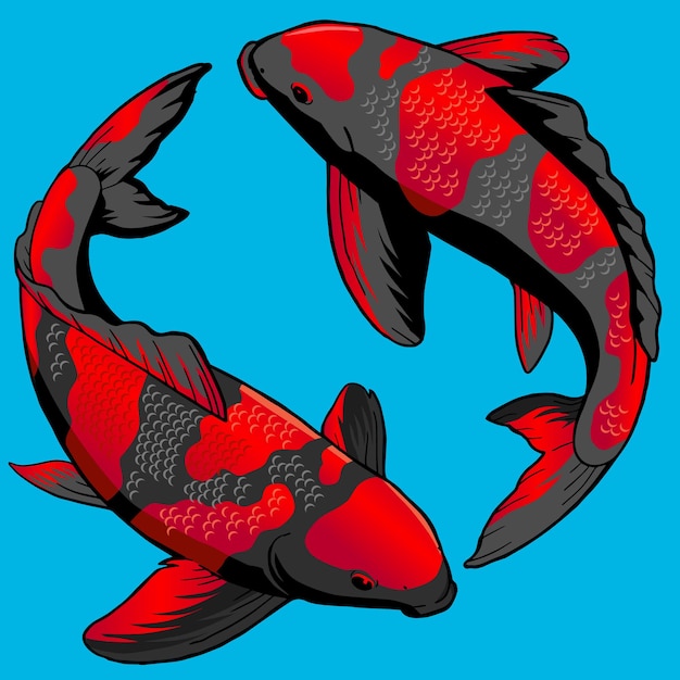 Set of Hi Utsuri Koi fish for premium pack