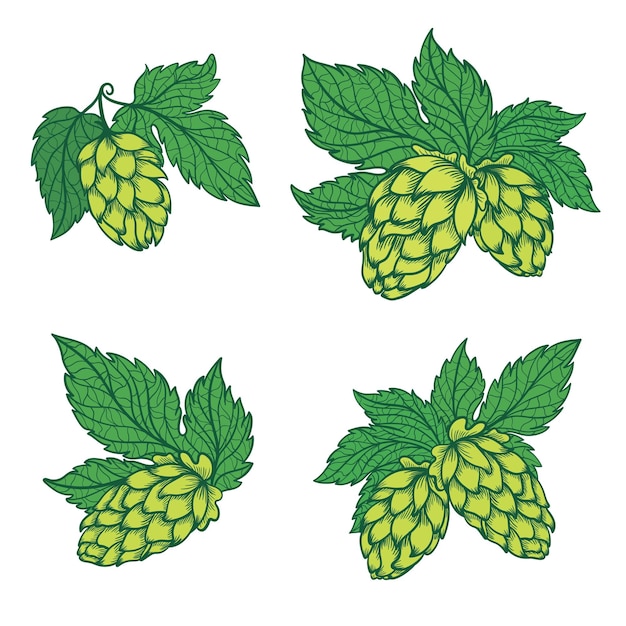 Set of high quality logo templates with beer symbol and green leaves